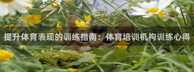极悦娱乐代理人是谁：提升体育表现的训练指南：体育培训